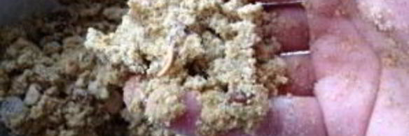 индийская сладость ладу