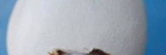 лебеди из конфет