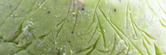 мороженое арбуз