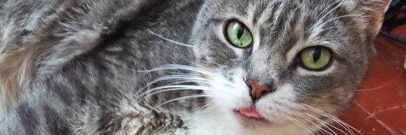 пудинг из рисовых хлопьев с корицей