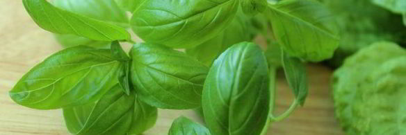 шоколадный десерт с базиликом