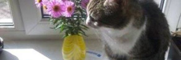 десерт тирамису