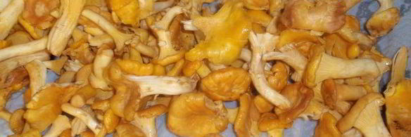 чечевица с лисичками