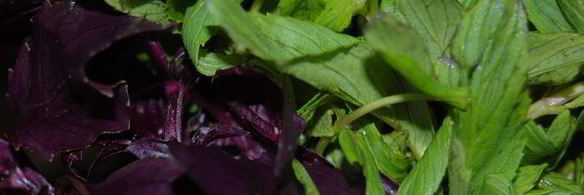 картофель с весенними мятными нотками