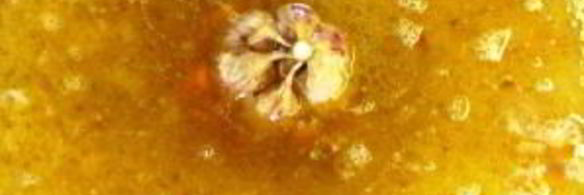 рис с морковью и луком