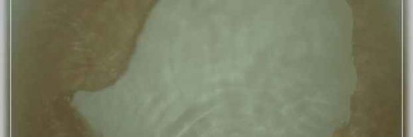 голубцы по-корейски