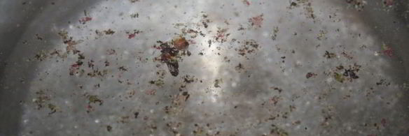 постные закусочные голубцы с острой морковной начинкой