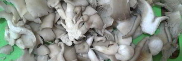 грибы вешенки с овощами по-корейским мотивам