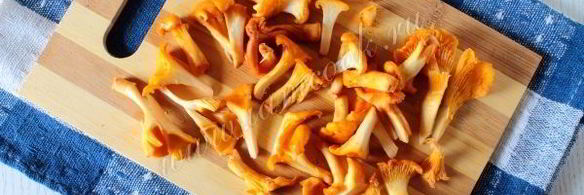 лисички жареные в сметане