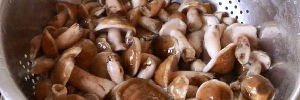 маслята жареные в сметане