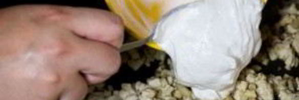 шампиньоны, фаршированные курицей и сыром