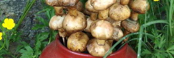 шампиньоны на шпажках на мангале