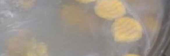 клецки из тыквы с кориандром алмонд песто