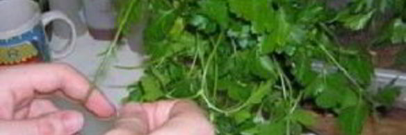 клецки из тыквы с кориандром алмонд песто