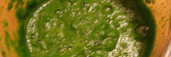 домашняя зеленая лазанья