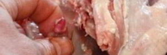 фаршированная курица без костей