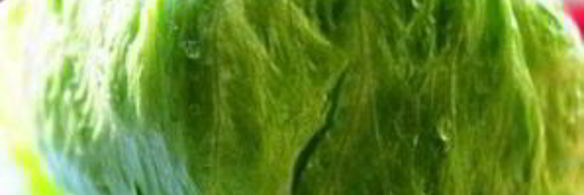 индейка и салат-латук