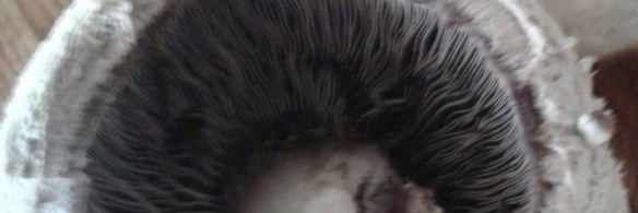 картофель, запеченный с красным луком и фаршированными грибами