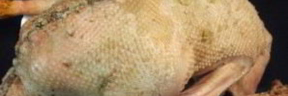 гусь с гречкой, грибами и печенью