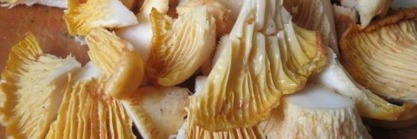 куриная печень с лисичками в сметанном соусе