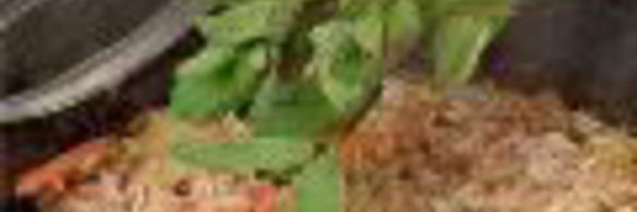 плов с морковью и сухофруктами