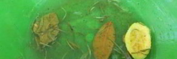 карась на углях