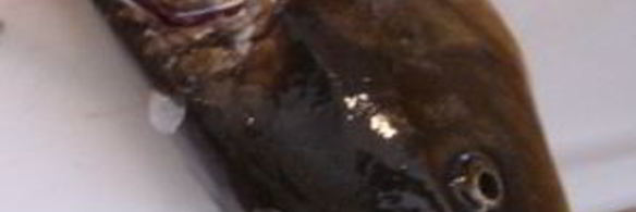 карп с лимоном