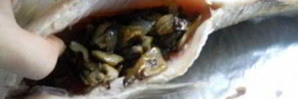 рыба по-царски с грибами