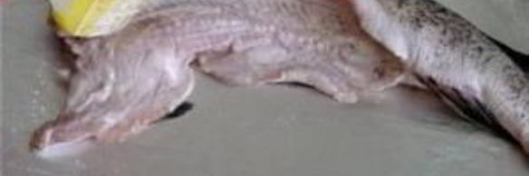 щука со сметаной в духовке