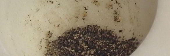 семга, запеченная в соли