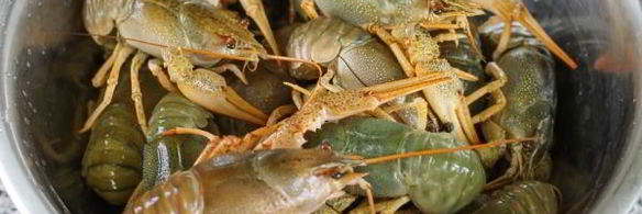 вареные раки в мультиварке