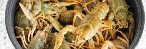 вареные раки в мультиварке