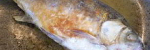 жареная рыба в маринаде