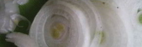 быстрое маринование шашлыка