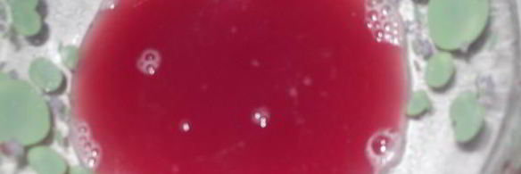 хазани хоровац — шашлык в кастрюле