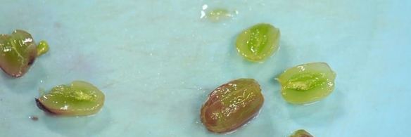 стейк из фуа-гра