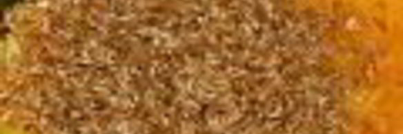 каша из полбы в мультиварке