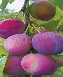 Домашнее сливовое вино из сливы