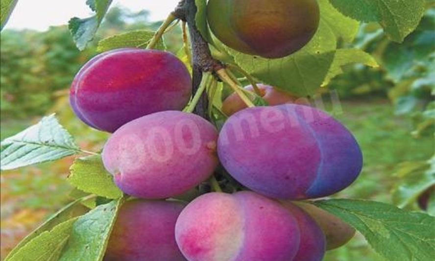 Рецепт домашнего сливового вина из сливы