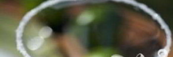 коктейль соленый пес