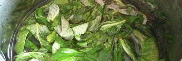 мятный сироп