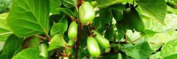 коктейль фруктовый смузи