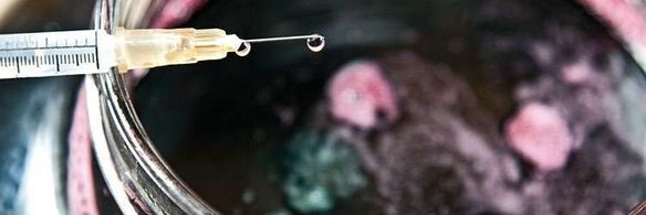 вино из черноплодной рябины