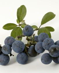 Вино из терна