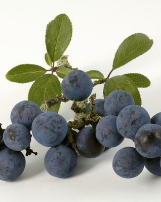 Вино из терна