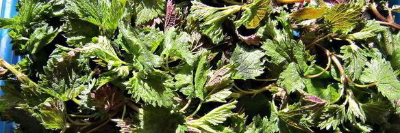 летний супчик из крапивы с яйцом-пашот