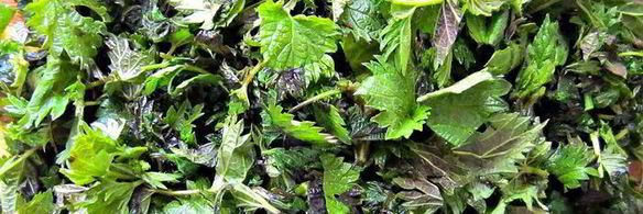 летний супчик из крапивы с яйцом-пашот