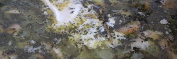 щи со шпинатом и шампиньонами