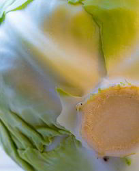 Солянка из капусты