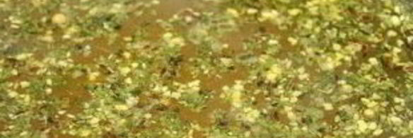 суп из сайры